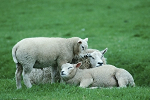 Texel Sheep with lambs, Texel, Netherlands