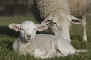 Texel Sheep, Lower Rhine, North Rhine-Westphalia