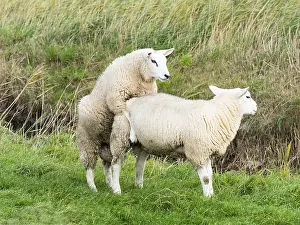 Texel Sheep (Ovis aries), two male lambs playing on a field