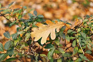 Texture of autumn leaves. Yellow oak leaf litter on the floor in the park or forest