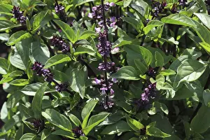 Thai basil (Ocimum basilicum), Thai basil or Thai basil var