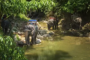 Thai elephants, Elephas maximus indicus
