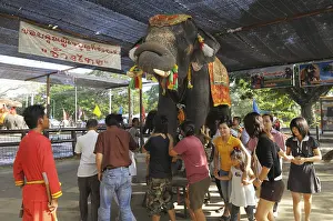 Thai tourists walking under an elephant for luck