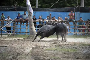 Thailand, fighting Buffalo (Bubalus bubalis)