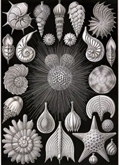Thalamophora, Chamberlings, Art Forms of Nature