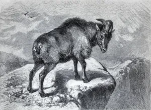Thar (Capra bubalina), historical book illustration