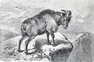 Thar (Capra bubalina), an Indian goat