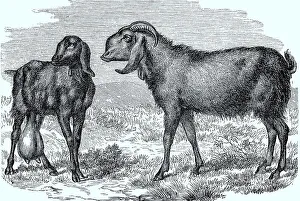 Thebaic or Roman goat, Historic