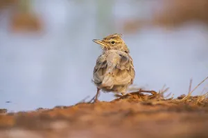 Theclal lark (Galerida theklae) on a farmers field