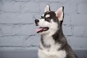Theme pet puppy dog home. Funny active baby husky female black and white