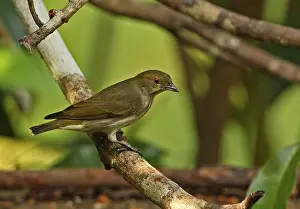 Thick-billed Flowerpecker (Dicaeum agile modestum) adult