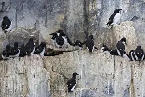 Thick-billed Guillemot (Uria lomvia)