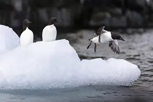 Thick-billed guillemot (Uria lomvia) on an ice floe
