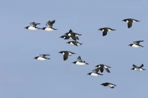 Thick-billed Murre (Uria lomvia)