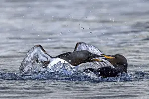Two thick-billed murres