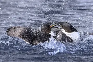 Two thick-billed murres