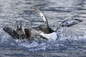 Two thick-billed murres