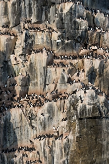 Thick-billed Murres (Uria lomvia)