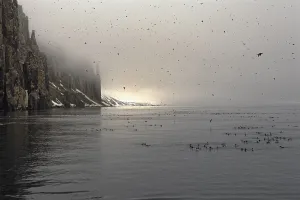 Thick-billed Murres (Uria lomvia)