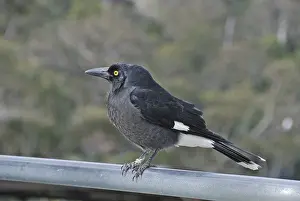Thick-billed Shrike Crow (Strepera graculina)