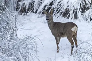 A thick coat protects the roe deer (Capreolus capreolus) from ice and cold in winter