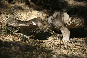 Thick-leaved black russula