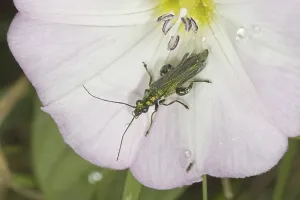 Thick-legged thick-legged flower beetle (Oedemera nobilis)