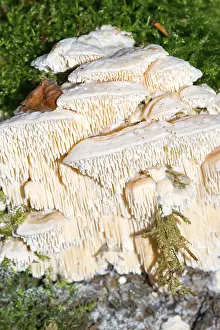 Thick-spined sponge mushroom (Spongipellis pachyodon) or broad-spined sponge mushroom