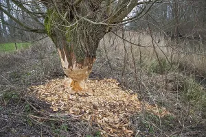 Category Wildlife DE Prints: Thick tree trunk of pollard willow showing teeth marks and wood chips from gnawing by Eurasian beaver (Castor fiber)