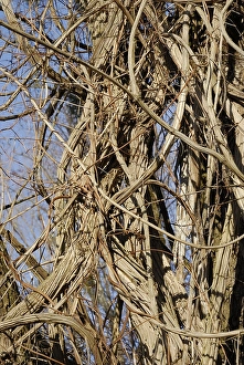 Thicket of Old Man's Beard or Traveller's Joy (Clematis vitalba)