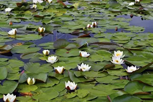 Thickets of water lilies (lat. Nymphaea alba)