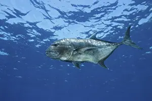 Thickhead trevally, Caranx ignobilis
