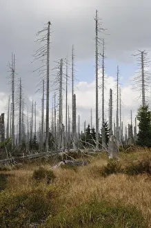 Thin, tall dead trees under a grey sky in a forest area