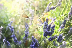 Thistle butterfly between lavender flowers