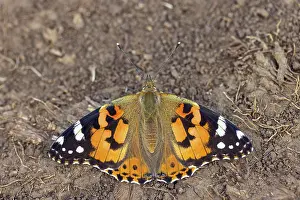 Thistle butterfly, (Vanessa cardui)