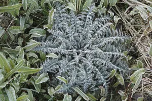 Thistle covered with white frost