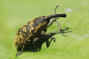 Thistle weevil (Larinus turbinatus)