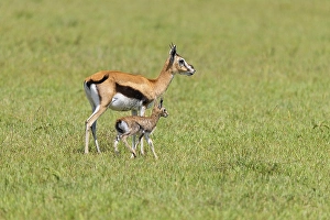 Thompsons Gazelles (Gazella thomsonii)