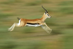 Thomson's Gazelle (Eudorcas thomsonii)