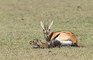 Thomson's gazelle (Eudorcas thomsonii) with newborn fawn