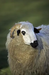 Thones a Marthod domestic sheep, ewe
