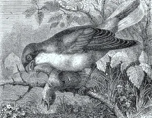 Thorn-backed Shrike, red-backed shrike (Lanius collurio)