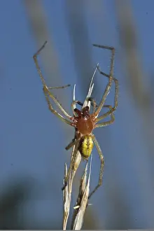 Thorn finger (Cheiracanthium punctorium)