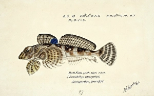 Thornfish, Bovichtus variegatus, thornfish, fish, reproduction of an original, by Frank Edward Clarke (b. 1849, d. 1899), ichthyologist and scientific draughtsman
