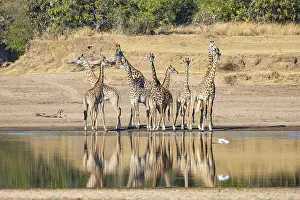 Thornicroft's Giraffe (Giraffa camelopardalis thornicrofti)