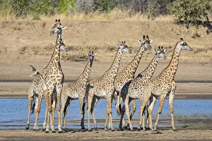 Thornicroft's Giraffe (Giraffa camelopardalis thornicrofti)