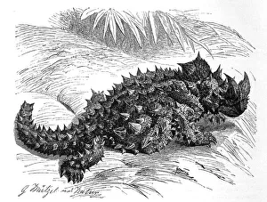 Thorny devil (Moloch horridus)