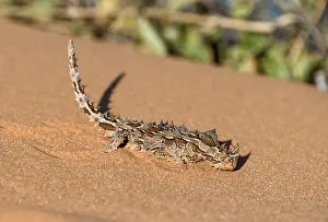 Thorny devil (Moloch horridus)