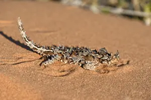 Thorny devil (Moloch horridus)