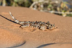 Thorny devil (Moloch horridus)